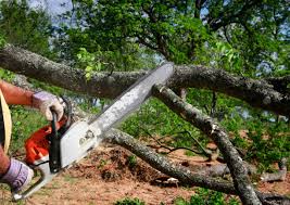 Best Tree Removal  in Ho Ho Kus, NJ