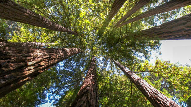 Best Tree Risk Assessment  in Ho Ho Kus, NJ