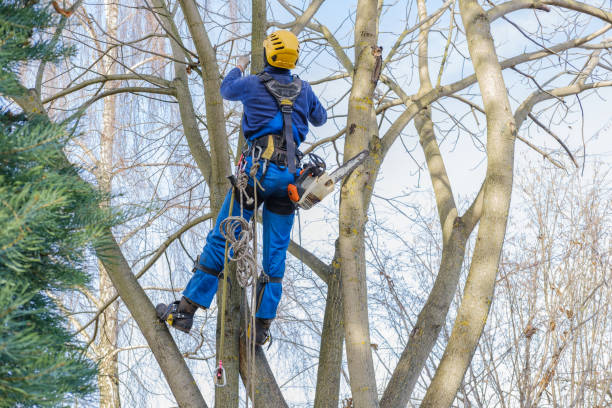 Best Palm Tree Trimming  in Ho Ho Kus, NJ