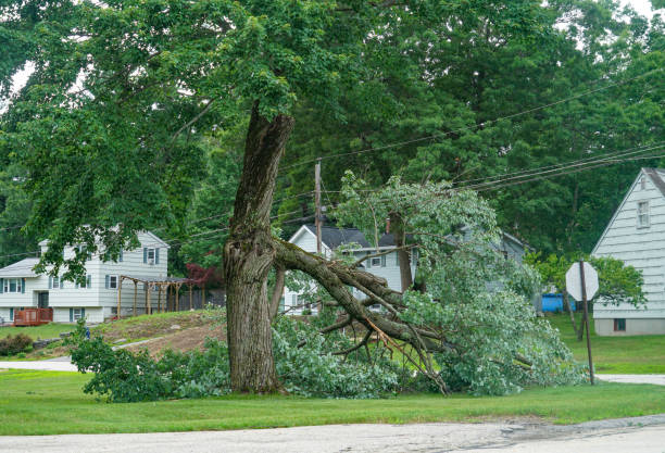 How Our Tree Care Process Works  in  Ho Ho Kus, NJ