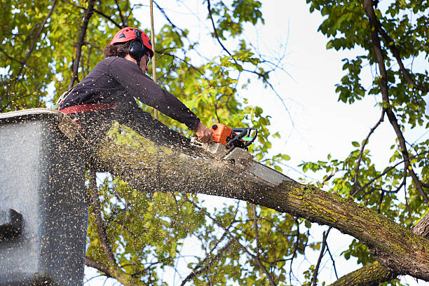Best Tree Trimming and Pruning  in Ho Ho Kus, NJ